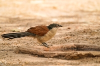 Spornkuckuck
