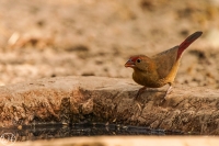 Senegalamarant