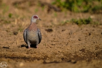 Guineataube