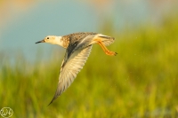 Kampfläufer