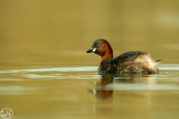 Zwergtaucher
