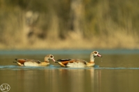 Nilgans