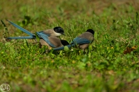 Blauelster
