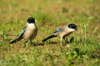 Blauelster