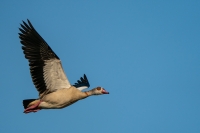 Nilgans