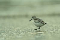Sanderling