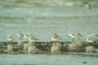 Sanderling