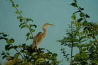 Purpurreiher