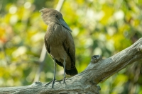 Hammerkop