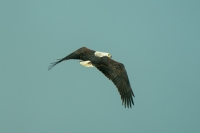 Schreiseeadler