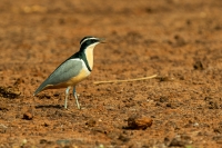 Krokodilwächter