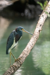 Dreifarbreiher