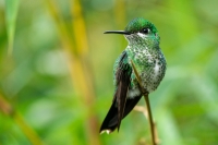 Grünstirn Briliantkolibri