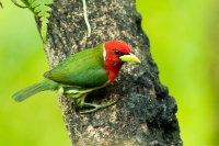 Andenbartvogel
