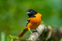 Baltimortrupial