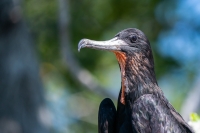 Prachtfregattvogel