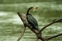 Amerika Schlangenhalsvogel