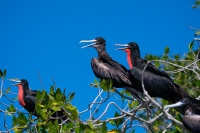 Prachtfregattvogel
