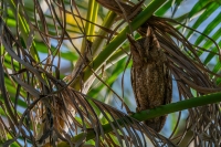 Guatemala Kreischeule