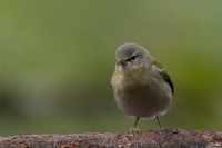 Brauen Waldsänger