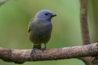 dsc04617