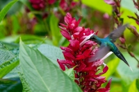 Grünschattenkolibri