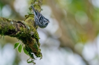 Schwarzweiß Warbler