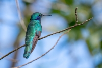 Veilchenohr Kolibri