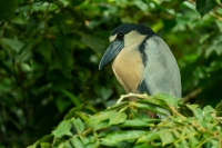 Kahnschnabel Reiher