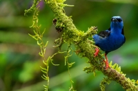 Türkisnaschvogel