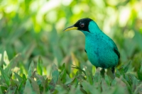 Kappennschvogel