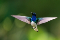Weißnacken Kolibri