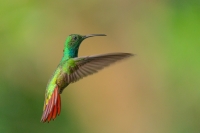 Grünbrust Mangokolibri