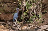 Blaureiher