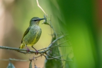 Türkisnaschvogel