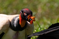 Königsgeier