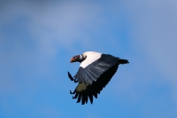 Königsgeier