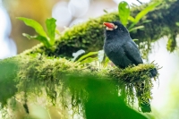 Weißstirnfaulvogel
