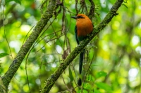 Zimtbrustmotmot