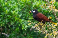 Montezumastirnvogel