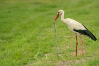 Weißstorch