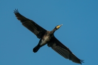 Kormoran