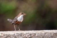 Wasseramsel