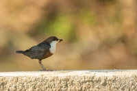 Wasseramsel