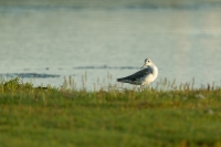Grünschenkel