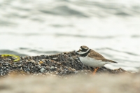 Sandregenpfeifer