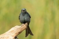 Gabelschwanzdrongo