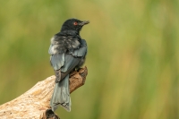 Gabelschwanzdrongo