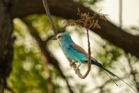 Senegalracke