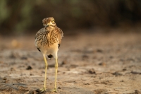 Senegaltriel